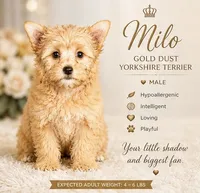 Milo  (GET NOW PAY LATER) , a male Yorkshire Terrier for sale in Hershey, PA – 1 of 5