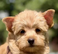 Mia, a female Yorkshire Terrier and Biewer for sale in Hershey, PA – 5 of 6
