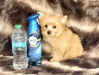 Milo  (GET NOW PAY LATER) , a male Yorkshire Terrier for sale in Towson, MD – 7 of 7