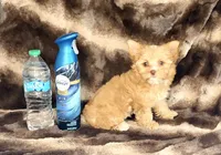 Mila  (GET NOW PAY LATER) , a female Yorkshire Terrier for sale in Towson, MD – 6 of 6