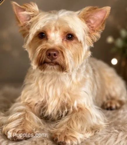Ari – Yorkshire Terrier, Biewer puppy for sale in Washington, DC
