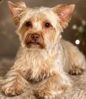 Ari, a female Yorkshire Terrier and Biewer for sale in Washington, DC – 1 of 2