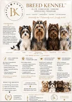 Mina , a female Yorkshire Terrier for sale in Towson, MD – 6 of 6