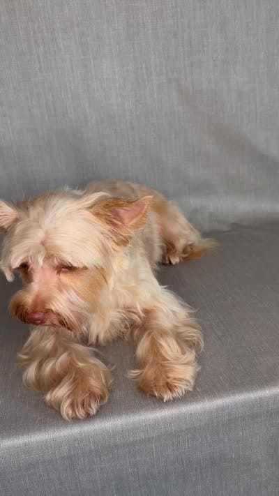 Ari, a female Yorkshire Terrier and Biewer for sale in Washington, DC – 2 of 2