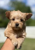 Ms. Sky, a female Yorkshire Terrier and Biewer for sale in Hershey, PA – 2 of 4