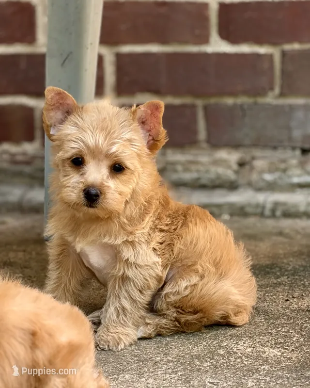 Mia – Yorkshire Terrier, Biewer puppy for sale in Hershey, PA