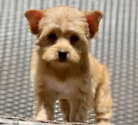 Mia, a female Yorkshire Terrier and Biewer for sale in Hershey, PA – 4 of 6