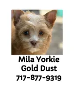 Mila (Price 2 Hold), a female Yorkshire Terrier and Biewer for sale in Washington, DC – 5 of 5