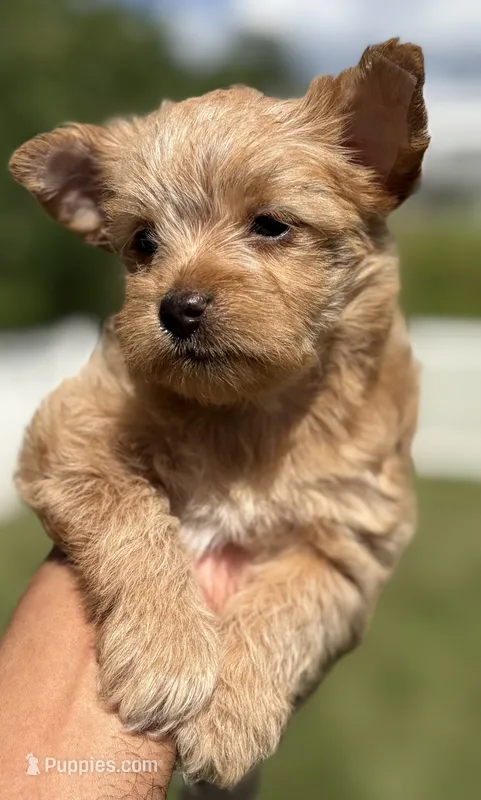 Ms. Sky – Yorkshire Terrier, Biewer puppy for sale in Hershey, PA
