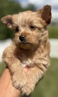 Ms. Sky, a female Yorkshire Terrier and Biewer for sale in Hershey, PA – 1 of 4