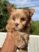 Ms. Star, a female Yorkshire Terrier and Biewer for sale in Hershey, PA – 3 of 4