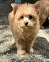 Gem, a male Yorkshire Terrier and Biewer for sale in Hershey, PA – 4 of 6