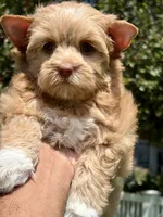 Ms. Socks, a female Yorkshire Terrier and Biewer for sale in Hershey, PA – 4 of 4
