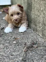Ms. Socks, a female Yorkshire Terrier and Biewer for sale in Hershey, PA – 1 of 4