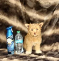 Mina  (GET NOW PAY LATER) , a female Yorkshire Terrier for sale in Towson, MD – 6 of 6