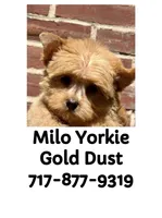 Milo (Price 2 Hold), a male Yorkshire Terrier and Biewer for sale in Washington, DC – 7 of 7