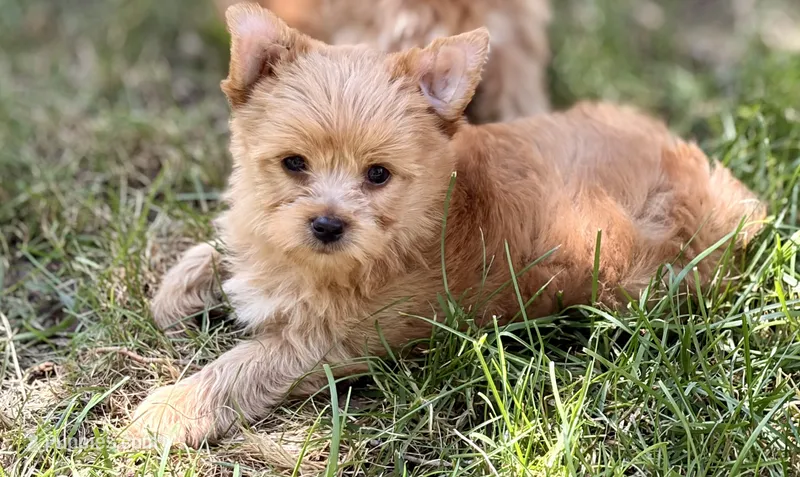Mr.Bear – Yorkshire Terrier, Biewer puppy for sale in Hershey, PA