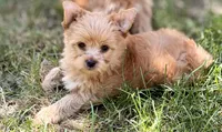 Mr.Bear, a male Yorkshire Terrier and Biewer for sale in Hershey, PA – 1 of 4