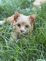 Mila, a female Yorkshire Terrier and Biewer for sale in Hershey, PA – 2 of 4