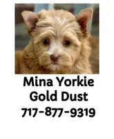 Mina (Price 2 Hold), a female Yorkshire Terrier and Biewer for sale in Washington, DC – 5 of 5