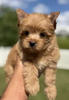 Mr.Bear, a male Yorkshire Terrier and Biewer for sale in Hershey, PA – 2 of 4