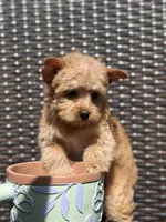 Gem, a male Yorkshire Terrier and Biewer for sale in Hershey, PA – 6 of 6