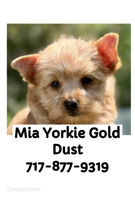 Mia (GET NOW PAY LATER) , a female Yorkshire Terrier for sale in Towson, MD – 1 of 7