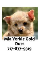 Mia (Price 2 Hold), a female Yorkshire Terrier and Biewer for sale in Washington, DC – 7 of 7