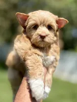 Ms. Socks, a female Yorkshire Terrier and Biewer for sale in Hershey, PA – 2 of 4