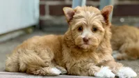 Gia, a female Yorkshire Terrier and Biewer for sale in Hershey, PA – 1 of 4