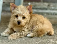 Mia, a female Yorkshire Terrier and Biewer for sale in Hershey, PA – 2 of 6
