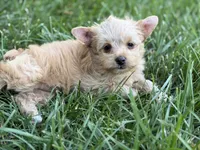 Ms. Sky, a female Yorkshire Terrier and Biewer for sale in Hershey, PA – 4 of 4