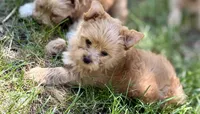 Mr.Bear, a male Yorkshire Terrier and Biewer for sale in Hershey, PA – 4 of 4