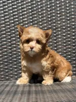 Mila, a female Yorkshire Terrier and Biewer for sale in Hershey, PA – 3 of 4