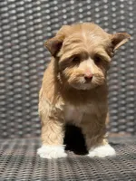 Gia, a female Yorkshire Terrier and Biewer for sale in Hershey, PA – 4 of 4