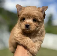 Mr.Bear, a male Yorkshire Terrier and Biewer for sale in Hershey, PA – 3 of 4