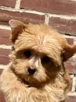 Gem, a male Yorkshire Terrier and Biewer for sale in Hershey, PA – 5 of 6