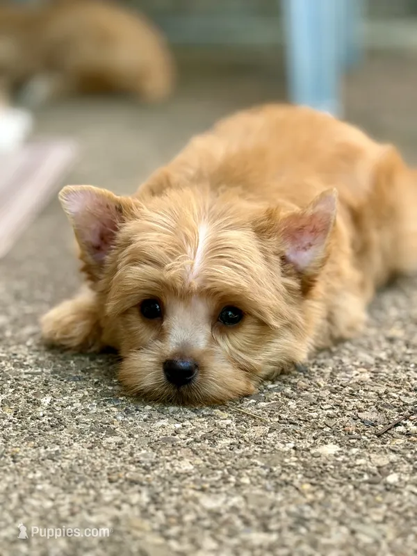 Gem – Yorkshire Terrier, Biewer puppy for sale in Hershey, PA
