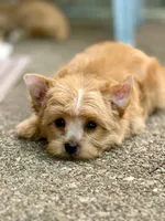 Gem, a male Yorkshire Terrier and Biewer for sale in Hershey, PA – 1 of 6