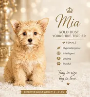 Mia (GET NOW PAY LATER) , a female Yorkshire Terrier for sale in Hershey, PA – 1 of 6