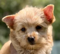 Mia, a female Yorkshire Terrier and Biewer for sale in Hershey, PA – 3 of 6