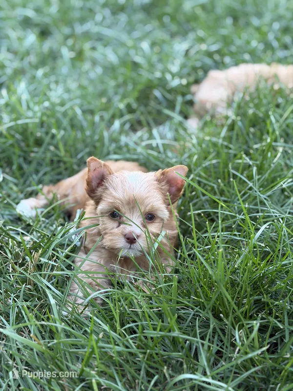 Ms. Star – Yorkshire Terrier, Biewer puppy for sale in Hershey, PA