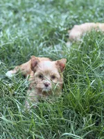 Ms. Star, a female Yorkshire Terrier and Biewer for sale in Hershey, PA – 1 of 4