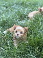 Ms. Star, a female Yorkshire Terrier and Biewer for sale in Hershey, PA – 4 of 4