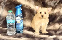 Mia (GET NOW PAY LATER) , a female Yorkshire Terrier for sale in Towson, MD – 7 of 7