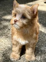 Mila, a female Yorkshire Terrier and Biewer for sale in Hershey, PA – 4 of 4