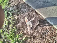 Ikey, a male French Bulldog for sale in Orlando, FL – 4 of 6