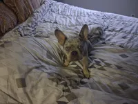 Ikey, a male French Bulldog for sale in Orlando, FL – 5 of 6