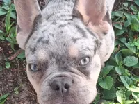 Ikey, a male French Bulldog for sale in Orlando, FL – 1 of 6