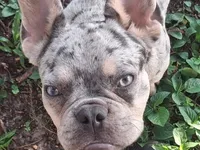 Ikey, a male French Bulldog for sale in Orlando, FL – 2 of 6